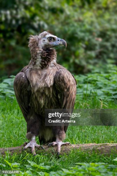 Cinereous vulture - monk vulture - Eurasian black vulture portrait.