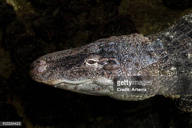 American alligator - gator - common alligator close up of head.
