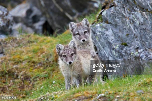 Arctic fox - white fox - polar fox - snow fox two kits waiting at den entrance on the tundra in summer.