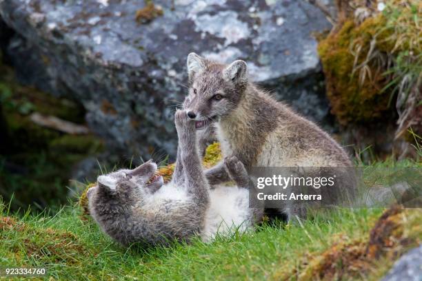 Arctic fox - white fox - polar fox - snow fox two kits play fighting at den entrance on the tundra in summer.