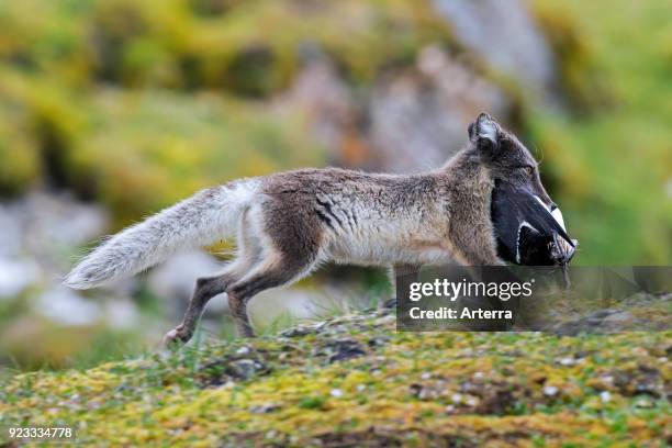 Arctic fox - white fox - polar fox - snow fox running with caught seabird in mouth on the tundra in summer.