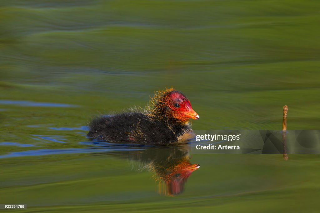 Eurasian coot solitary chick swimming in lake in spring.