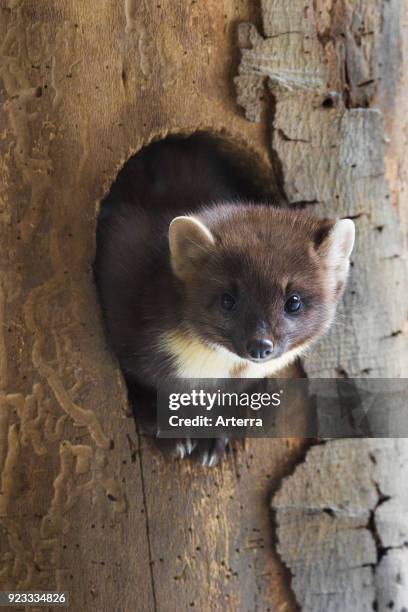 European pine marten emerging from woodpecker's nest hole in tree in winter.