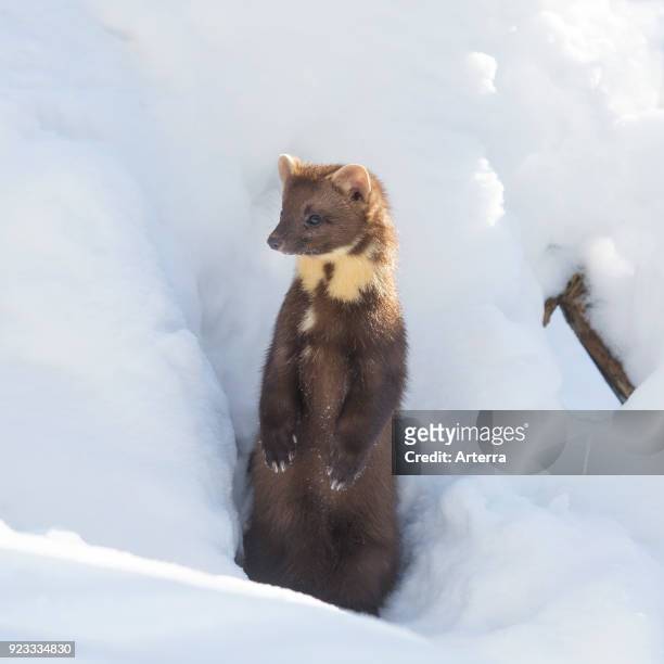 Close up portrait of European pine marten emerging from gap and standing upright in the snow in winter.