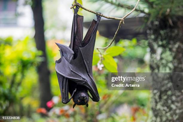 Large flying fox - large fruit bat - kalang - kalong hanging in tree, Indonesia.