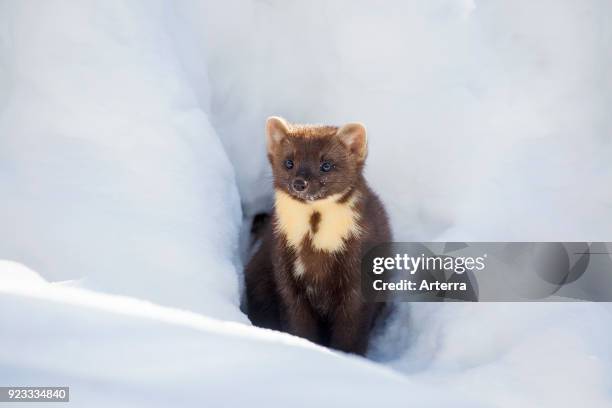 European pine marten hunting in the snow in winter.