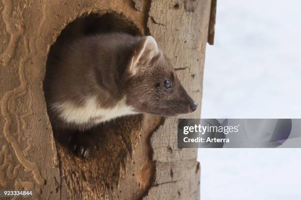 European pine marten emerging from woodpecker's nest hole in tree in winter.