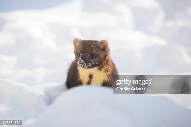 European pine marten hunting in the snow in winter.