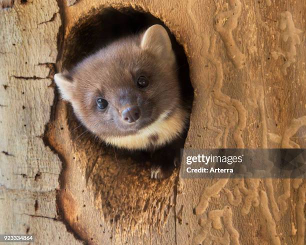 European pine marten emerging from woodpecker's nest hole in tree in winter.