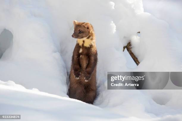 European pine marten emerging from gap and standing upright in the snow in winter.