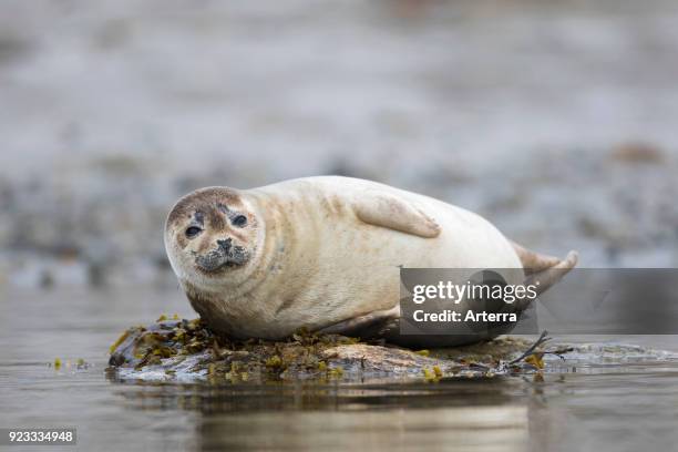 Common seal - harbour seal resting on rocky coast, Svalbard - Spitsbergen, Norway.