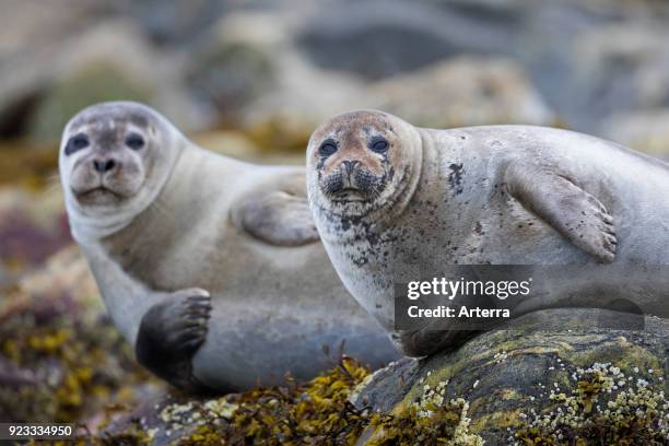 Two common seals - harbour seals resting on rocky coast, Svalbard - Spitsbergen, Norway.