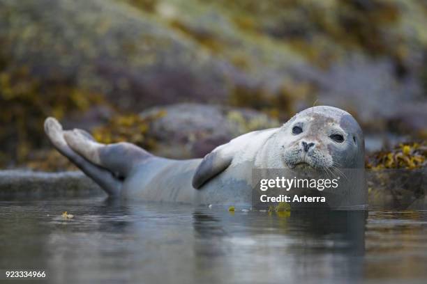 Common seal - harbour seal resting on rocky coast, Svalbard - Spitsbergen, Norway.