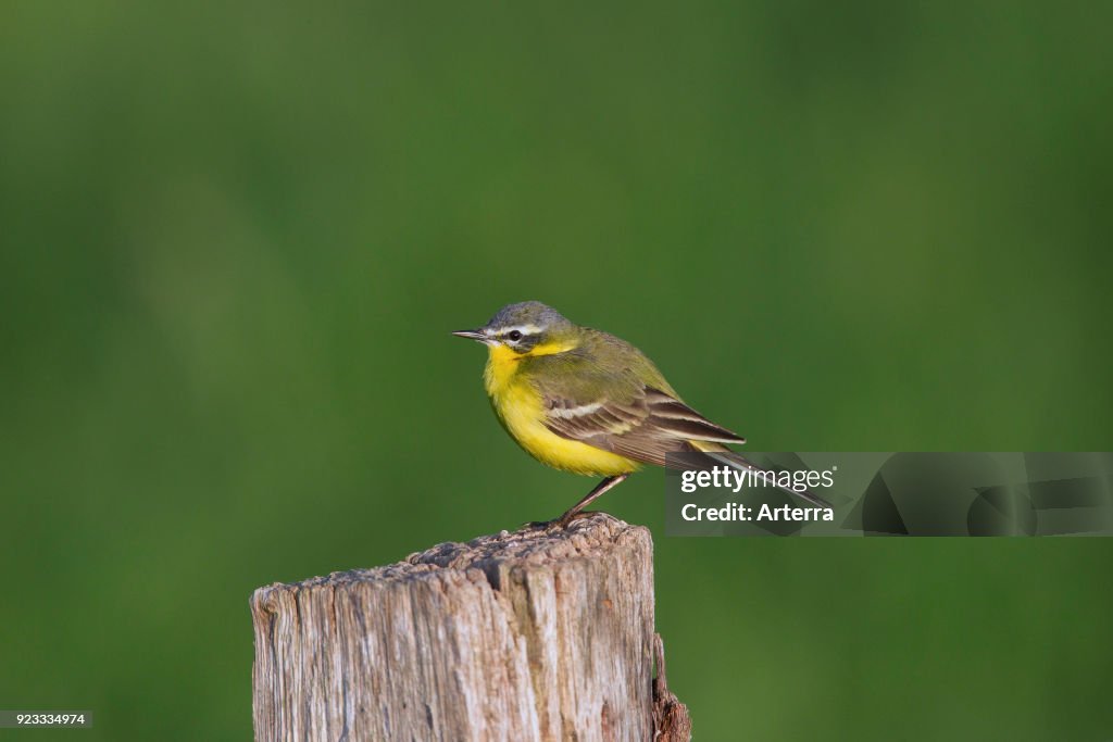 Western yellow wagtail, male perched on wooden fence post.