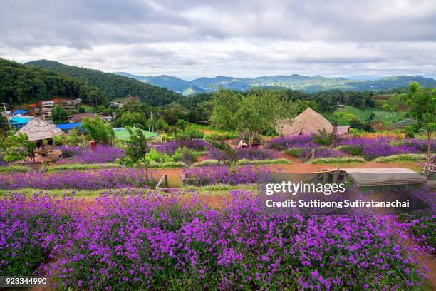 landscapes of purple verbena flower in mon jam , famous beautiful mountain in chiangmai - lantana stock pictures, royalty-free photos & images