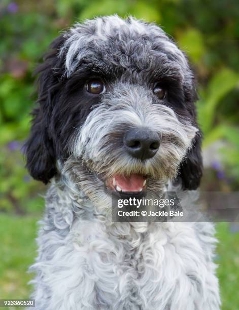 Cockapoo Photos and Premium High Res Pictures - Getty Images