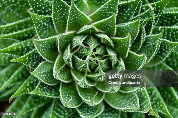 succulente - simmetria foto e immagini stock