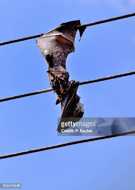 sri lanka, pteropus giganteus - flycatcher or giant bat electrocute - pteropus giganteus stock pictures, royalty-free photos & images