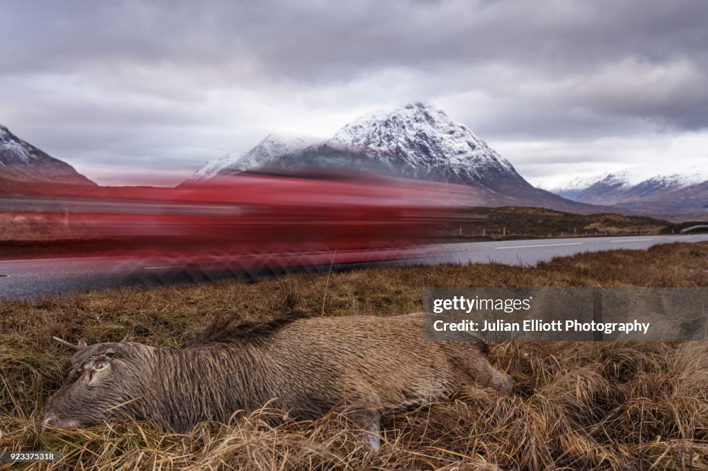 A dead deer lies by the side of the A82 on Rannoch Moor.