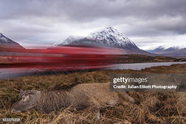 a dead deer lies by the side of the a82 on rannoch moor. - dead deer stock pictures, royalty-free photos & images