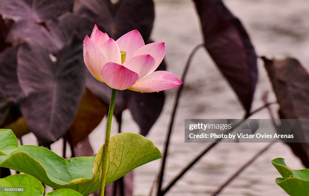 Pink Tulip, Central Park, New York, USA