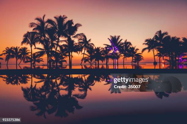 palm boom silhouetten bij zonsondergang, afrika - mauritius stockfoto's en -beelden