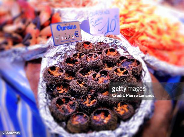 platter of sea urchin for sale in a seafood market in paris, france - seafood platter bildbanksfoton och bilder