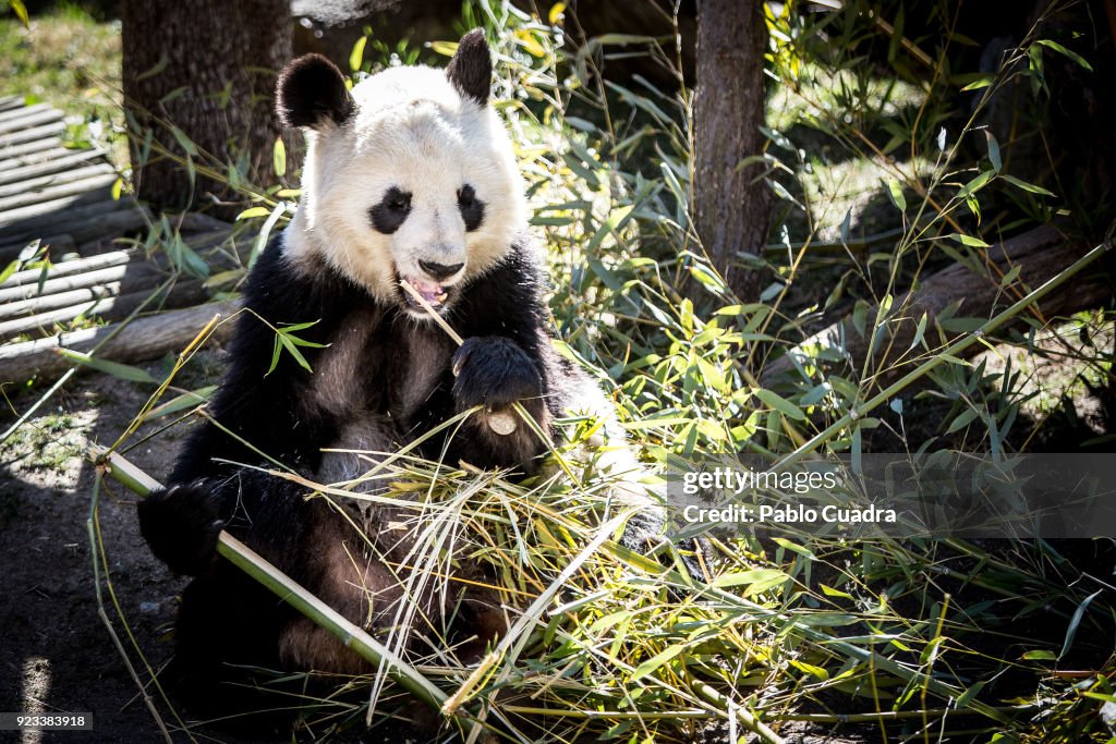 Queen Sofia of Spain Attends Official Act For The Conservation of Giant Panda Bears