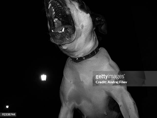 pitbull - pit bull terrier 個照片及圖片檔