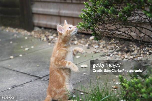 my playful cat - hitchin photos et images de collection