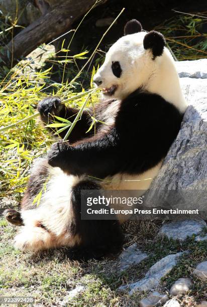 Giant panda bears during an official act for the conservation of at Zoo Aquarium presided by Queen Sofia of Spain on February 23, 2018 in Madrid,...