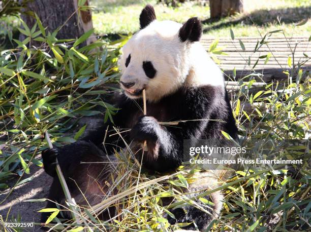 Giant panda bears during an official act for the conservation of at Zoo Aquarium presided by Queen Sofia of Spain on February 23, 2018 in Madrid,...