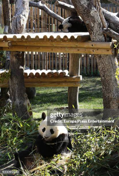 Giant panda bears during an official act for the conservation of at Zoo Aquarium presided by Queen Sofia of Spain on February 23, 2018 in Madrid,...