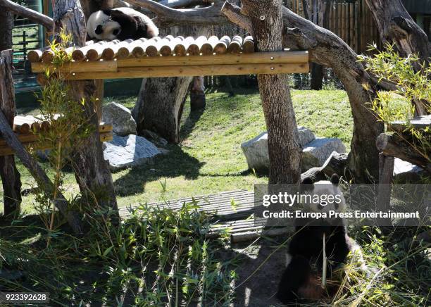 Giant panda bears during an official act for the conservation of at Zoo Aquarium presided by Queen Sofia of Spain on February 23, 2018 in Madrid,...