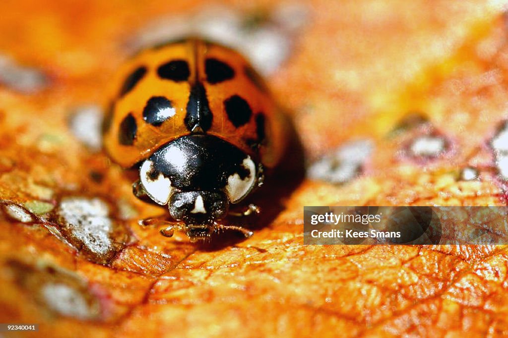 Ladybird on autumnleaf