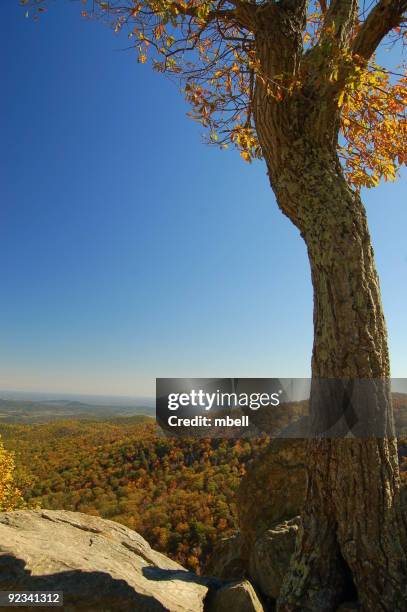 shenandoah skyline drive fall foliage - shenandoah valley stock pictures, royalty-free photos & images