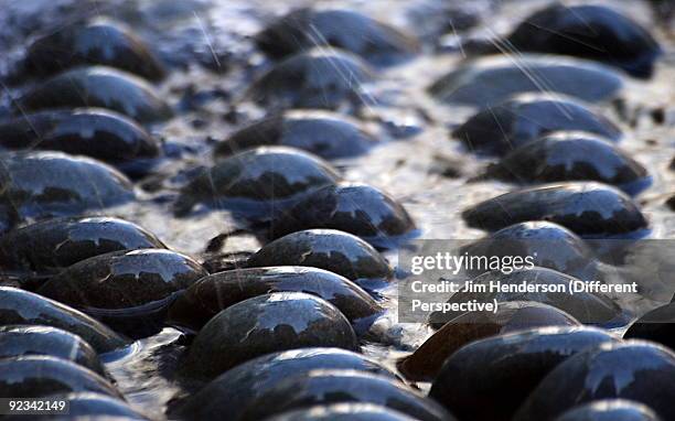 turtle migration in the rain - jim henderson stock pictures, royalty-free photos & images
