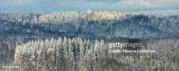 winter forest - tajga bildbanksfoton och bilder