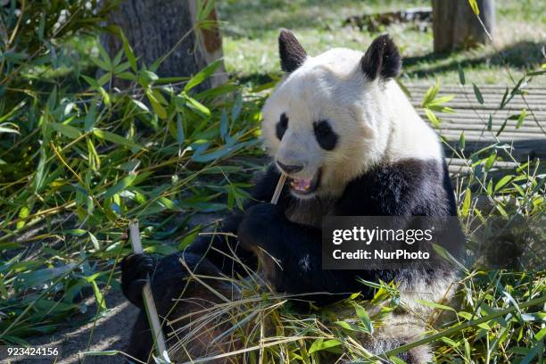 Panda Xing Bao eating bamboo during an official act for the conservation of giant panda bears at the Zoo Aquarium on February 23, 2018 in Madrid,...