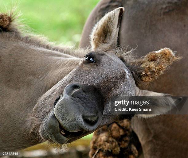 konik horse - tarpan stock-fotos und bilder