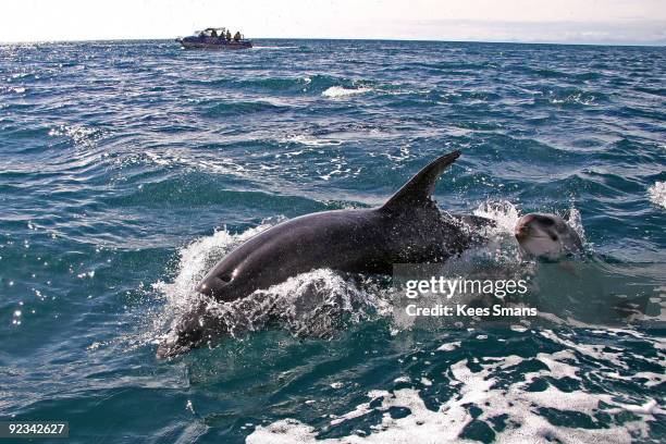 bottlenose dolphin with baby - baby dolphin stock pictures, royalty-free photos & images