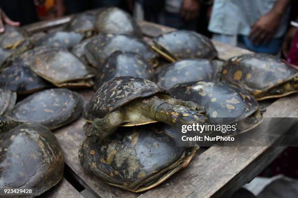 Wildlife Crime Control Unit of Forest Department and the Rapid Action Battalion seize six maunds of rare species of tortoise during a joint drive at...