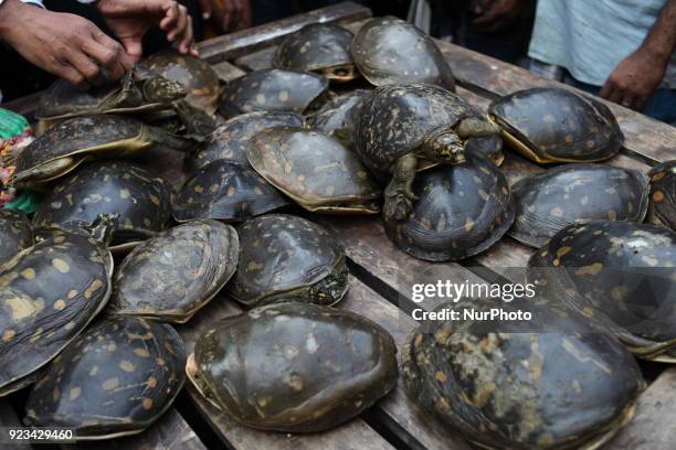 Wildlife Crime Control Unit of Forest Department and the Rapid Action Battalion seize six maunds of rare species of tortoise during a joint drive at...