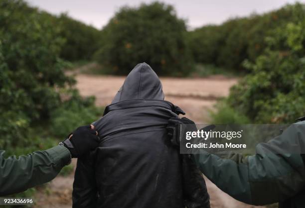 Border Patrol agents detain an undocumented immigrant from Central America after capturing his group in a grapefruit orchard on February 22, 2018...