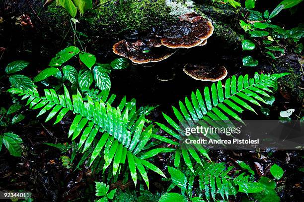 Plants that thrive in the primary rainforest of Danum Valley Park, in the state of Sabah, Borneo island, Malaysia.