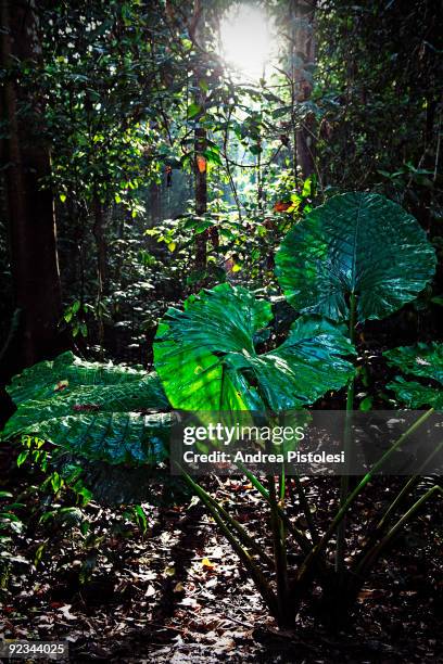 Plants that thrive in the primary rainforest of Danum Valley Park, in the state of Sabah, Borneo island, Malaysia.