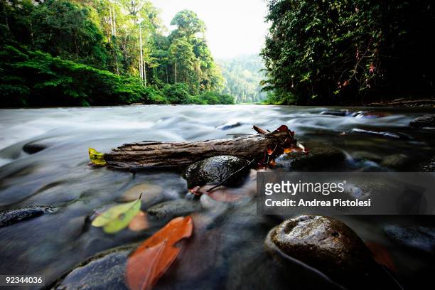 Danum River in the primary rainforest of Danum Valley Park, in the state of Sabah, Borneo island, Malaysia.