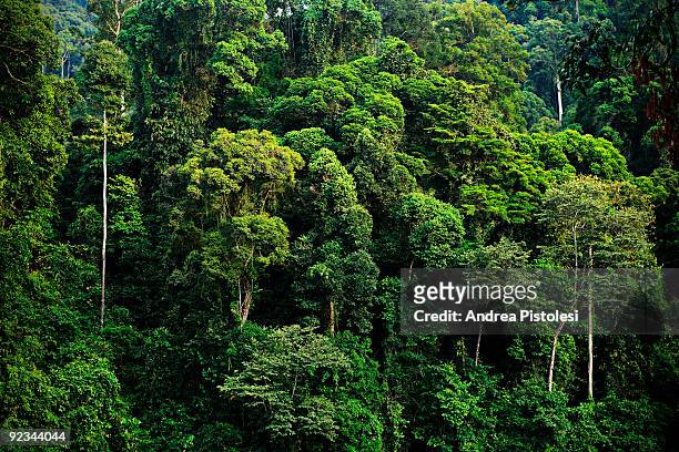 Plants that thrive in the primary rainforest of Danum Valley Park, in the state of Sabah, Borneo island, Malaysia.