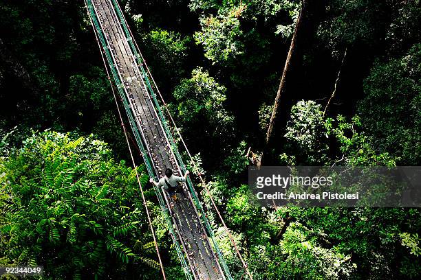 Suspension Bridge among secular trees in Danum Valley Park, in the state of Sabah, Borneo island, Malaysia.