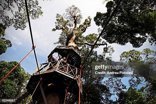 Suspension Bridge among secular trees in Danum Valley Park, in the state of Sabah, Borneo island, Malaysia.